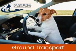 PAet relocation by ground | dog shipper by ground | shiply | uship |