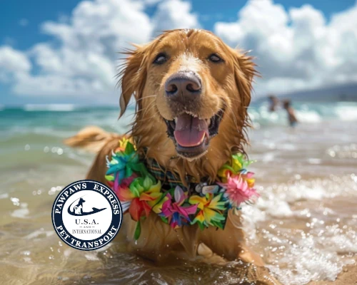Echo at home Pawpaws express pet relocation service