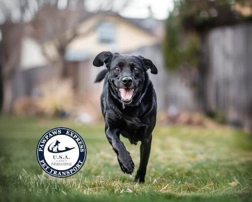 Rocky at home Pawpaws express pet relocation service